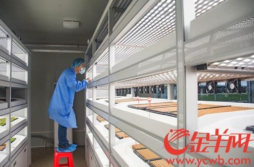 海豐縣蔬菜產(chǎn)業(yè)園 以加工物流與高端市場建設(shè)為抓手，內(nèi)外兼修推動(dòng)三產(chǎn)融合